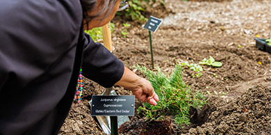 A person planting an Eastern Red Cedar