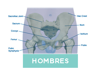 Hombres Salud Pelvica